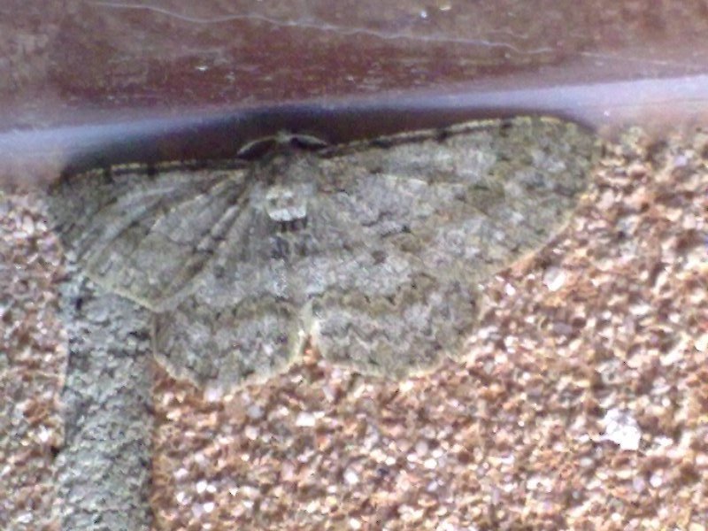 Geometridae aprilino